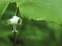 Jack-In-The-Pulpit Flower Amid Green Equisetum Ferns in Springtime, Michigan, USA-Mark Carlson-Photographic Print