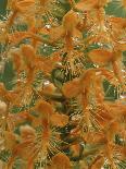 Close-up of Yellow Fringed Orchid with Dew in Summertime, Michigan, USA-Mark Carlson-Photographic Print