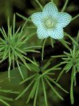 Jack-In-The-Pulpit Flower Amid Green Equisetum Ferns in Springtime, Michigan, USA-Mark Carlson-Photographic Print