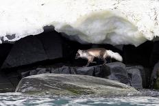 Arctic fox hunting along rocky shoreline, Svalbard, Norway-Mark Carwardine-Framed Photographic Print