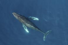 Humpback whale breaching - leaping out of the water, Baja California, Mexico-Mark Carwardine-Framed Photographic Print