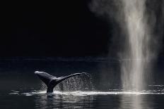 Humpback Whale blowing, Southeast Alaska, USA-Mark Carwardine-Photographic Print