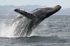 Humpback Whale blowing, Southeast Alaska, USA-Mark Carwardine-Photographic Print