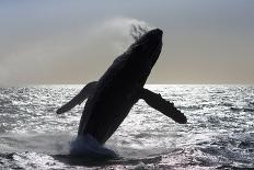 Humpback whale breaching - leaping out of the water, Baja California, Mexico-Mark Carwardine-Photographic Print