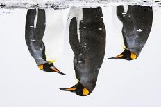 Three King penguins resting in snowy conditions,  South Georgia-Mark Carwardine-Photographic Print