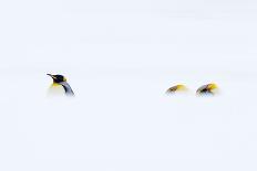 Three King penguins reflections in water, South Georgia-Mark Carwardine-Photographic Print