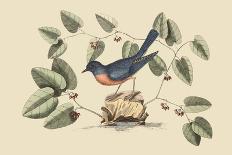 Catesby Bird and Botanical I-Mark Catesby-Art Print