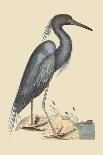 Blue Heron-Mark Catesby-Art Print