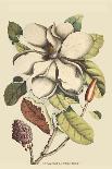 Carolina Laurel-Mark Catesby-Art Print