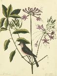 Catesby Bird and Botanical V-Mark Catesby-Art Print