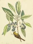 Carolina Laurel-Mark Catesby-Art Print