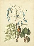 Catesby Bird & Botanical III-Mark Catesby-Art Print
