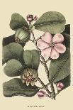 Catesby Bird & Botanical II-Mark Catesby-Art Print