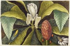 Catesby Bird & Botanical II-Mark Catesby-Art Print