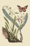 Butterfly and Botanical IV-Mark Catesby-Art Print
