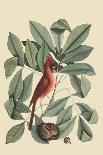 Catesby Bird and Botanical I-Mark Catesby-Art Print