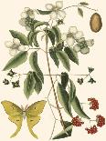 Carolina Laurel-Mark Catesby-Art Print