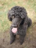 Standard Poodle-Mark Chivers-Photographic Print