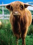 Highland Cow, Hope, United Kingdom-Mark Daffey-Mounted Photographic Print