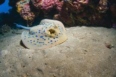 Three-Spot Damsel Fish (Dascyllus Trimaculatus)-Mark Doherty-Photographic Print
