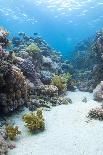 Coral Reef and Three Scuba Divers, Naama Bay, Sharm El-Sheikh, Red Sea, Egypt, North Africa, Africa-Mark Doherty-Photographic Print