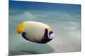 Premium Photographic Print