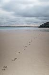 Footsteps in the Sand, Carbis Bay Beach, St. Ives, Cornwall, England, United Kingdom, Europe-Mark Doherty-Photographic Print