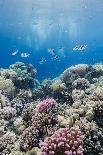 Coral Reef Scene Close to the Ocean Surface, Ras Mohammed Nat'l Pk, Off Sharm El Sheikh, Egypt-Mark Doherty-Photographic Print