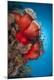 Premium Photographic Print