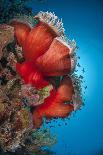 Silhouette of Three Scuba Divers Above Coral Reef-Mark Doherty-Photographic Print