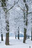 The Oude Trambaan Tree Lined Cycle Path, Rijsbergen, North Brabant, The Netherlands (Holland)-Mark Doherty-Photographic Print