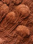 Crinoid Fossils-Mark E. Gibson-Photographic Print