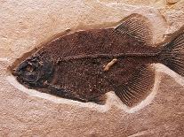 Fish Fossil-Mark E. Gibson-Mounted Photographic Print