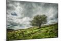 Photographic Print