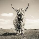 Highland Cattle-Mark Gemmell-Photographic Print