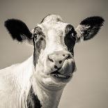 Close up portrait of Scottish Highland cattle on a farm-Mark Gemmell-Photographic Print