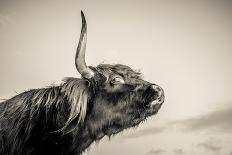 Highland Cattle-Mark Gemmell-Giclee Print