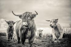 Highland Cattle 2-Mark Gemmell-Photographic Print