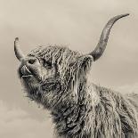 Close up portrait of Scottish Highland cattle on a farm-Mark Gemmell-Mounted Photographic Print