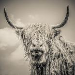 Close up portrait of Scottish Highland cattle on a farm-Mark Gemmell-Premier Image Canvas
