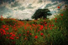 Poppies in a Wild Field-Mark Gemmell-Photographic Print