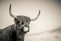Close Up of Bull's Head-Mark Gemmell-Photographic Print
