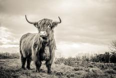 Close up portrait of Scottish Highland cattle on a farm-Mark Gemmell-Mounted Photographic Print