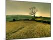 Photographic Print