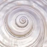 Pearly Shell-Mark Goodall-Art Print