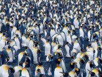 A Colony of King Penguins on the South Georgia Islands, Antarctica-Mark Green-Photographic Print