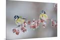 Premium Photographic Print