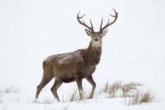Red Deer Stag (Cervus Elaphus) on Open Moorland in Snow, Cairngorms Np, Scotland, UK, December-Mark Hamblin-Photographic Print
