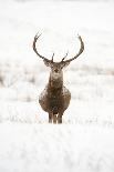 Red Squirrel (Sciurus Vulgaris) Adult in Snow, Cairngorms National Park, Scotland, February-Mark Hamblin-Photographic Print