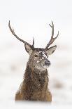 Red Deer Stag (Cervus Elaphus) Portrait in Snowy Moorland, Cairngorms Np, Scotland, UK, December-Mark Hamblin-Photographic Print